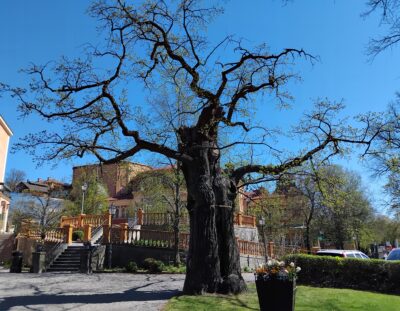 Corso potatura alberi ornamentali parte 2a 24 ottobre 2026